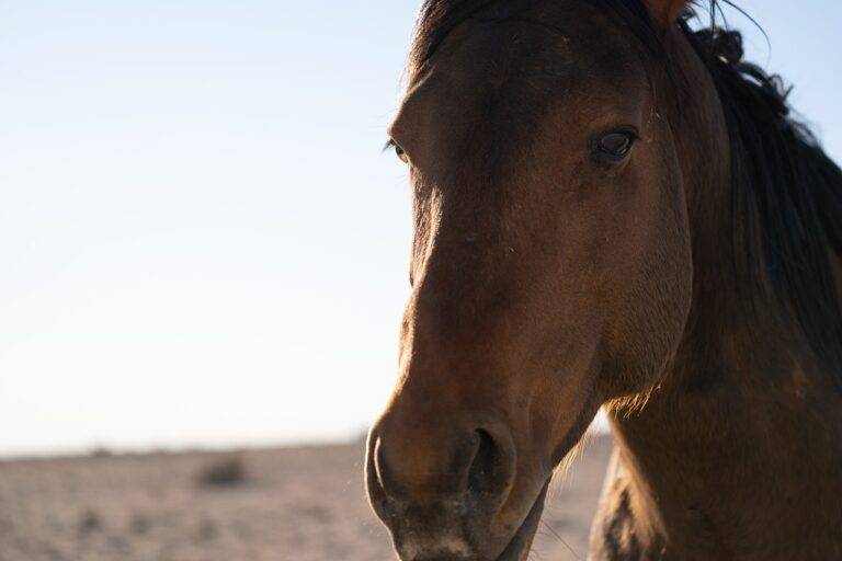 IPL’s Influence on Cricketing Attitudes: Embracing Innovation and Creativity on the Field